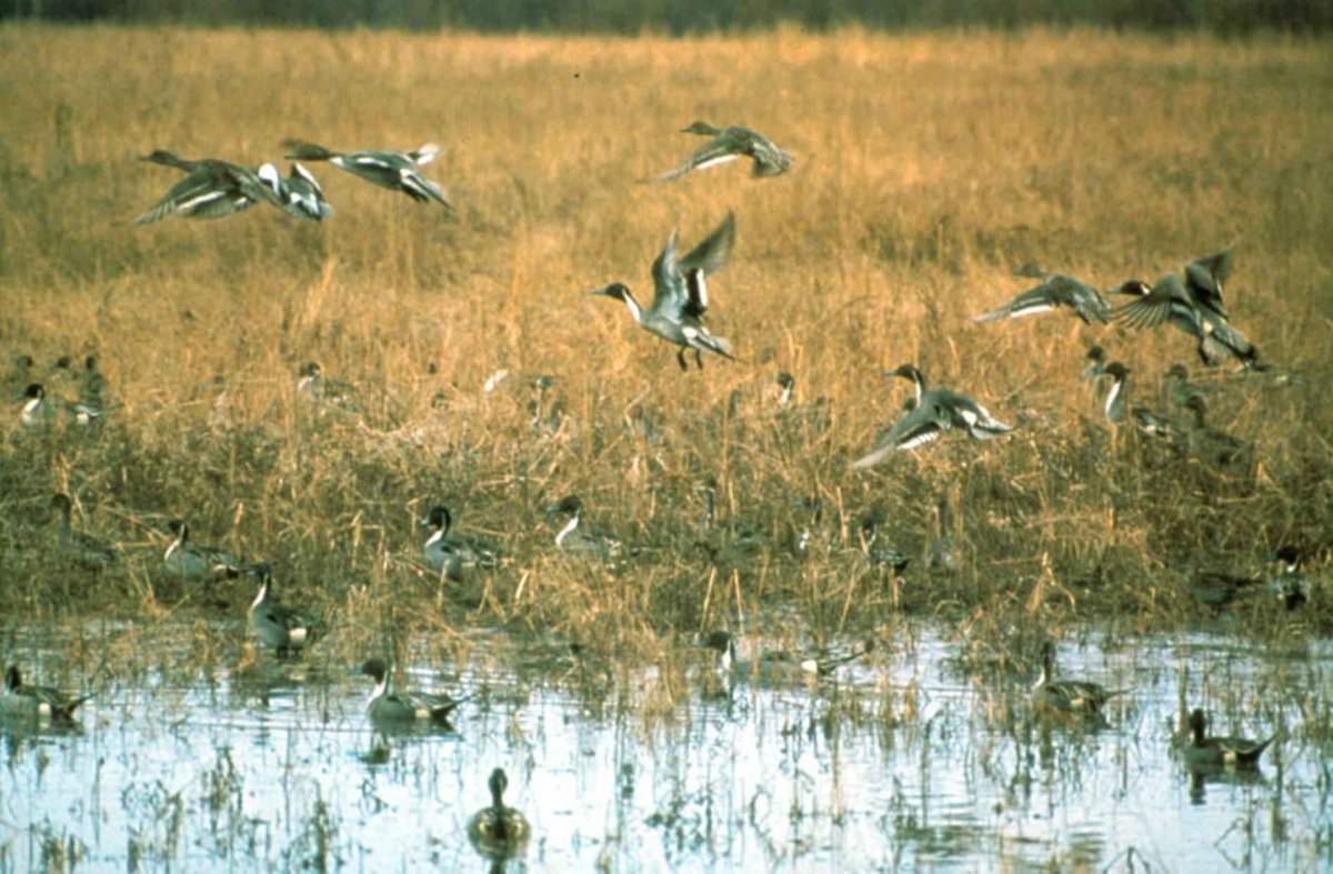 Полетаем топи