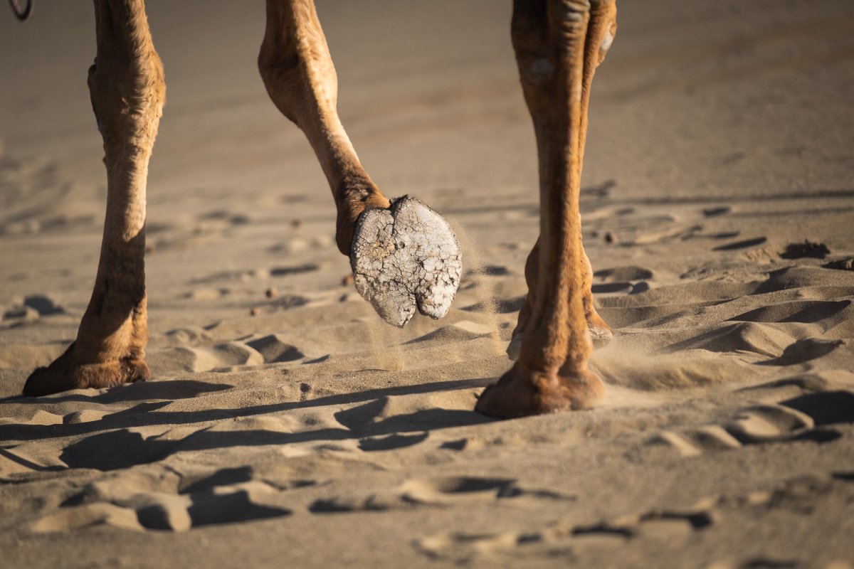 Седло для верблюда