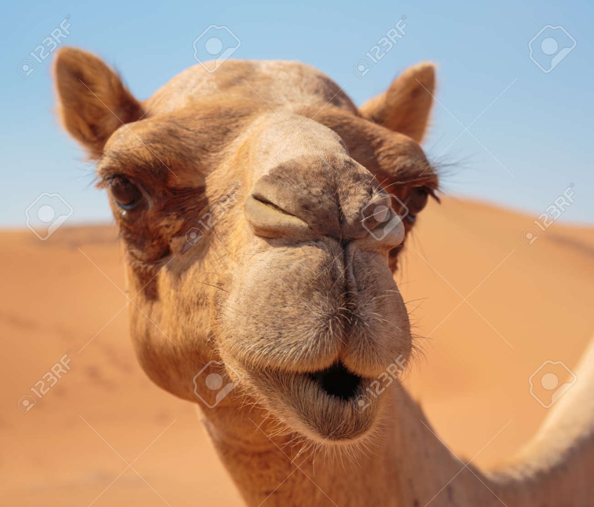 Теленок верблюда