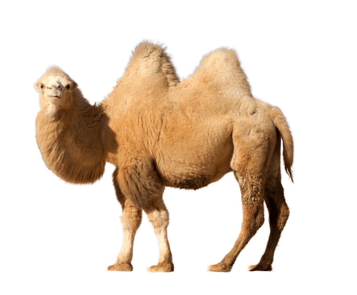 Детёныш верблюда