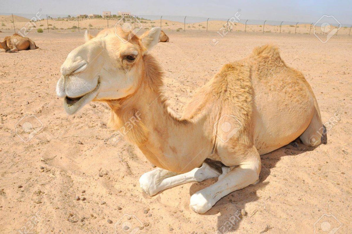 Верблюд с ботоксом