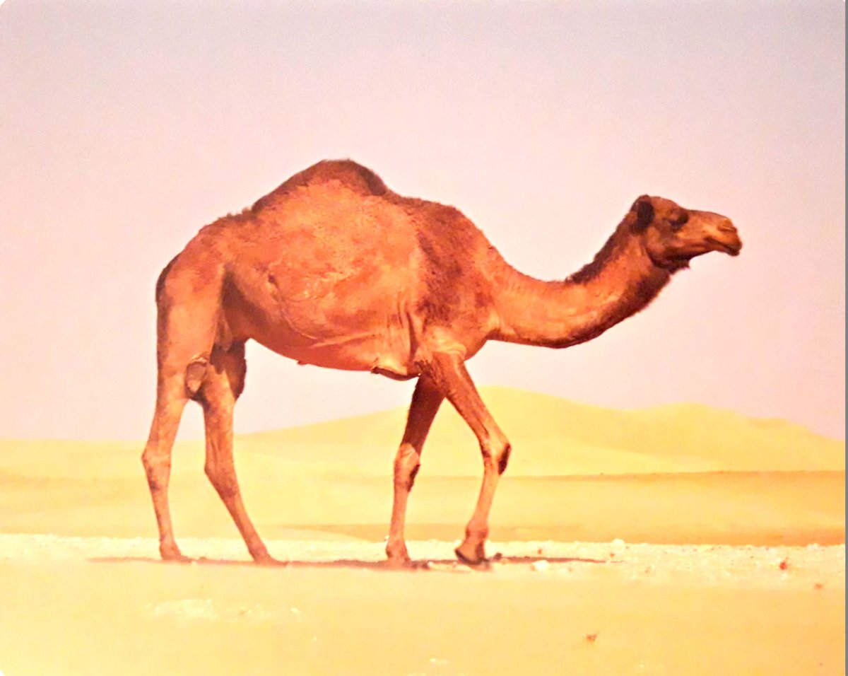 Нога верблюда кэмел мужик