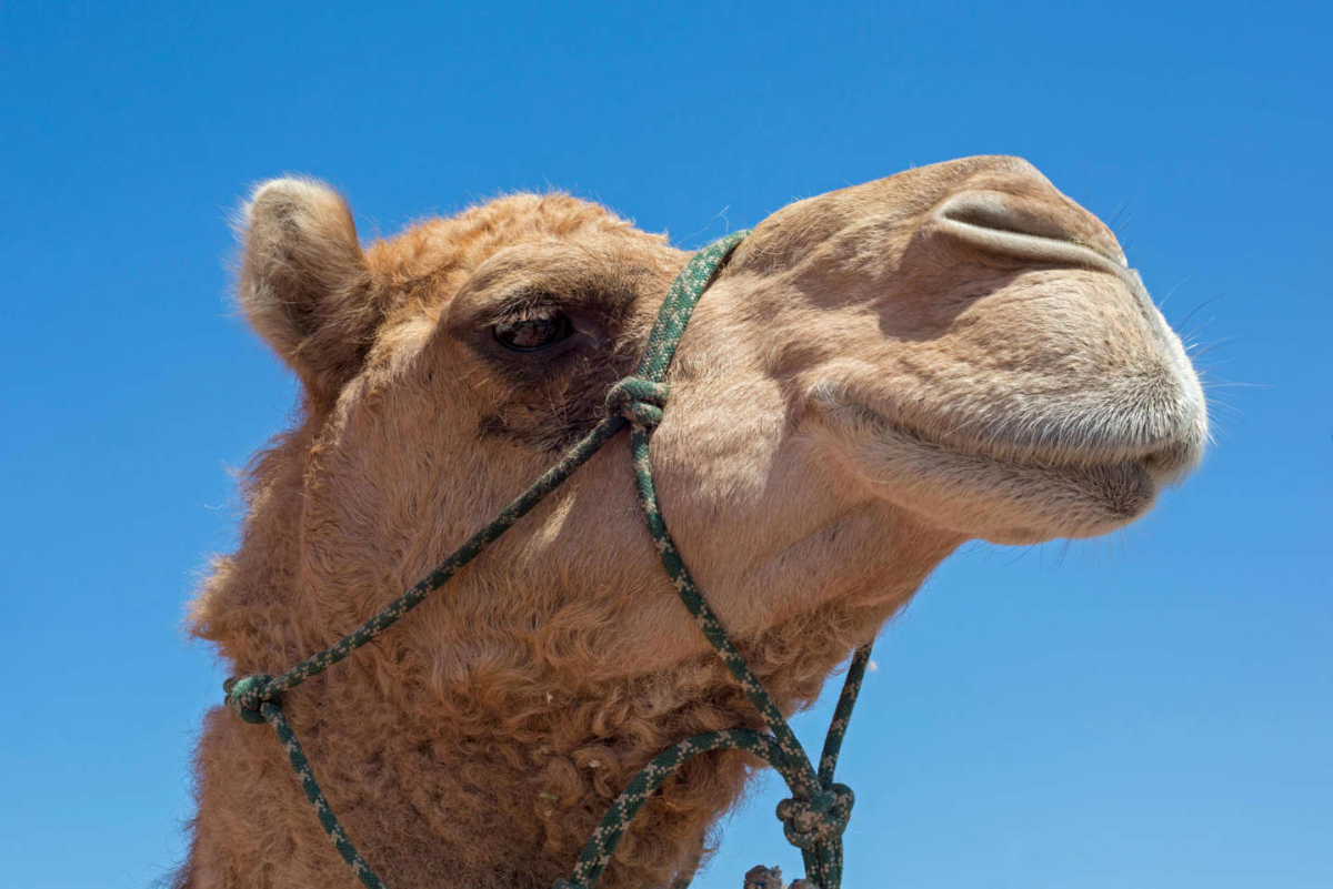 Верблюд дромадер анатомия