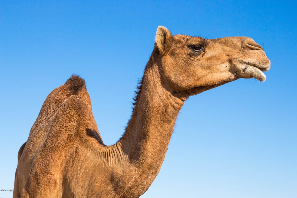 Верблюд 8 марта