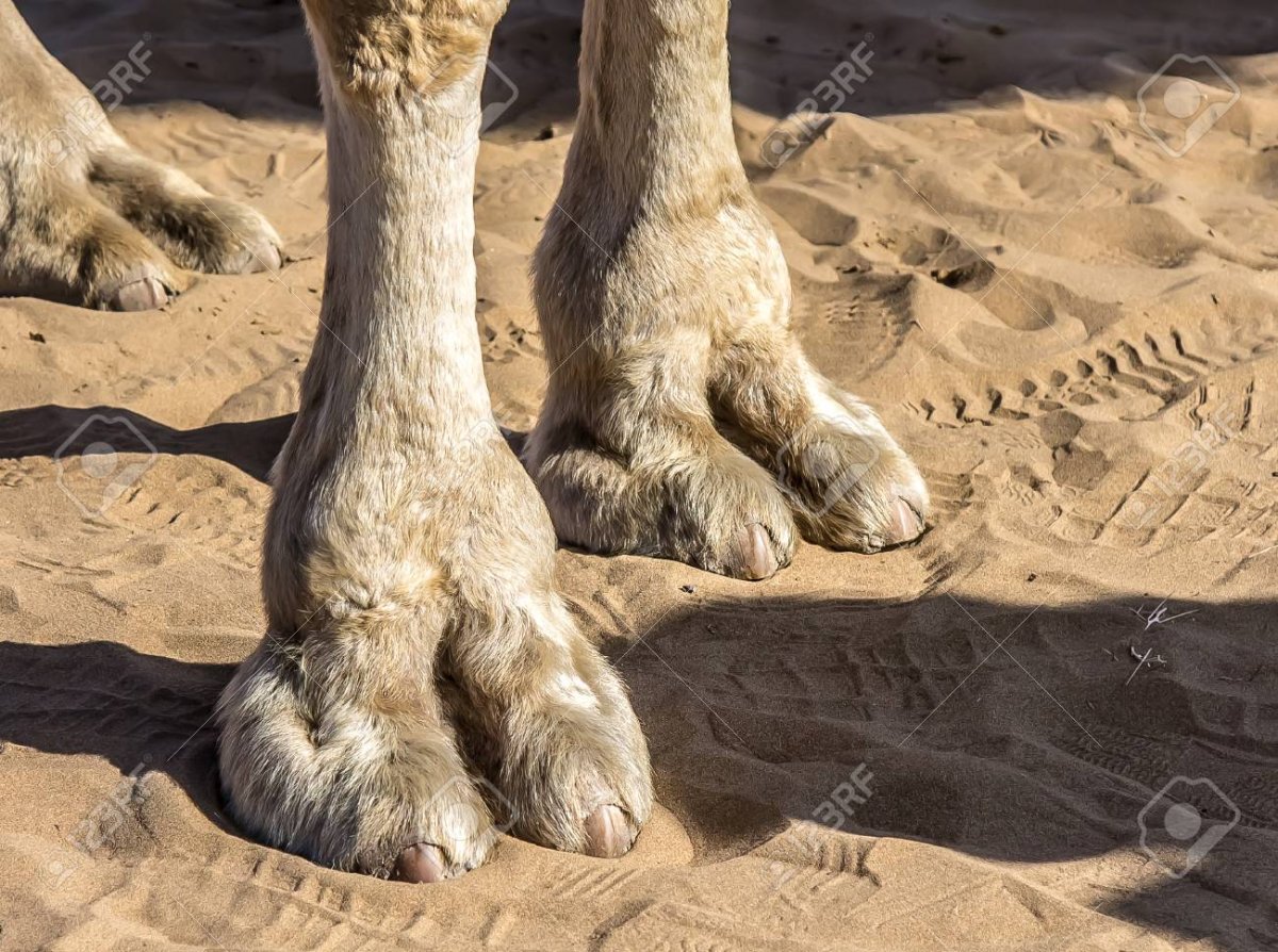 Верблюд в полный рост в пустыне