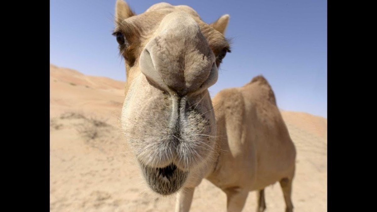 Верблюд пебротерий