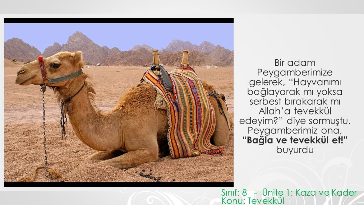 Верблюд отдыхает