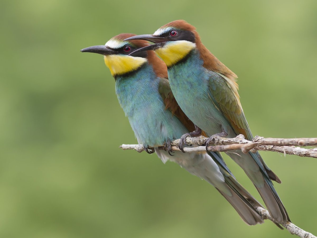 Птичка золотистая щурка