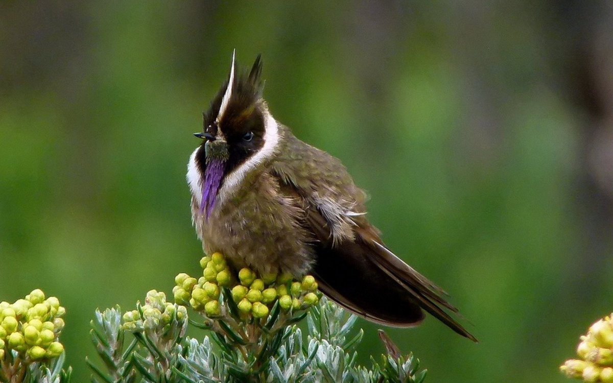 Птички домашние Певцы