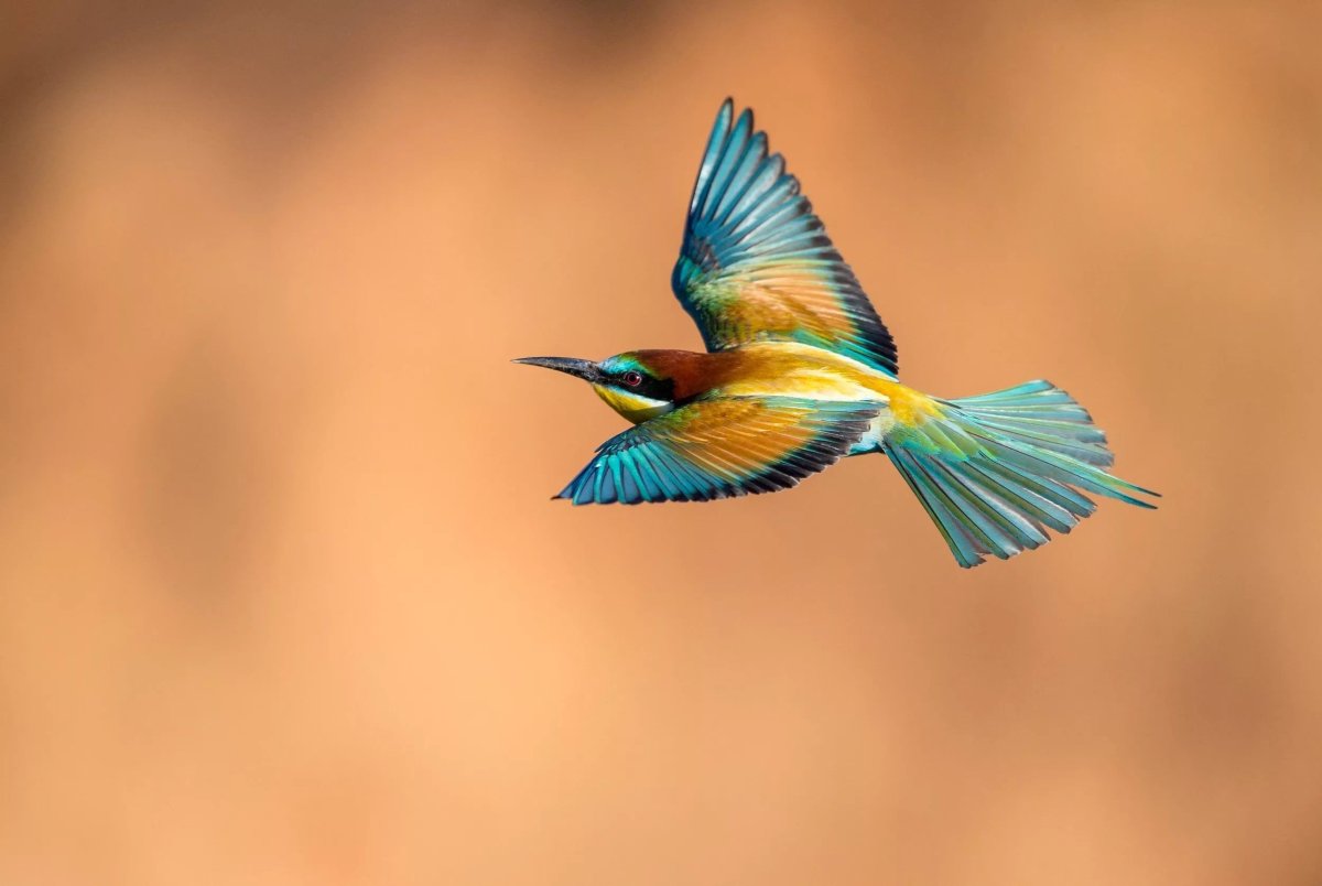 Пчелоед насекомое