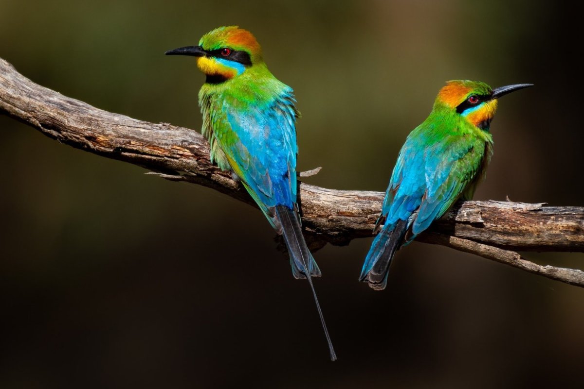 Радужная щурка