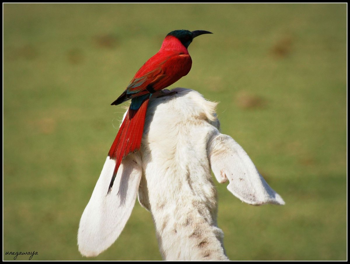 Зимородок Кингфишер