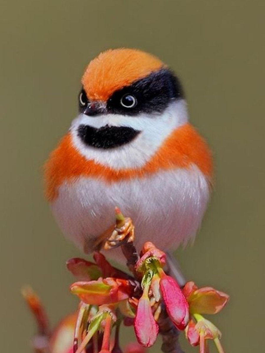 Чечетка урагус