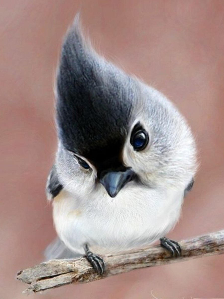 Гуамский Зимородок