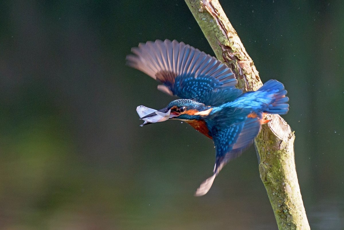 Пинтерест птички