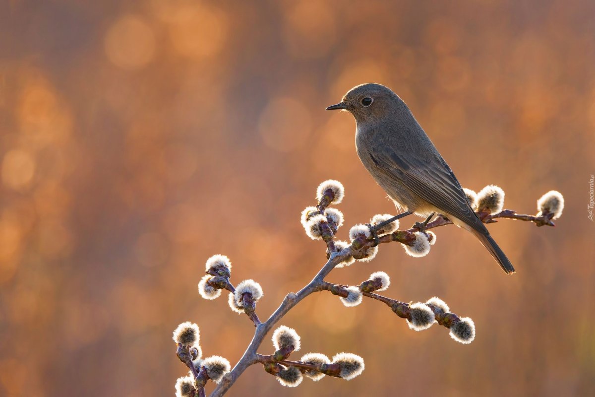 Гималайская синица