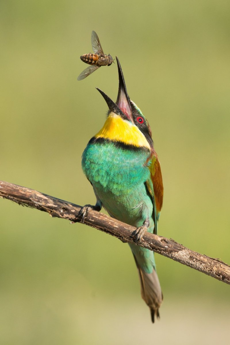 Щур пчелоед