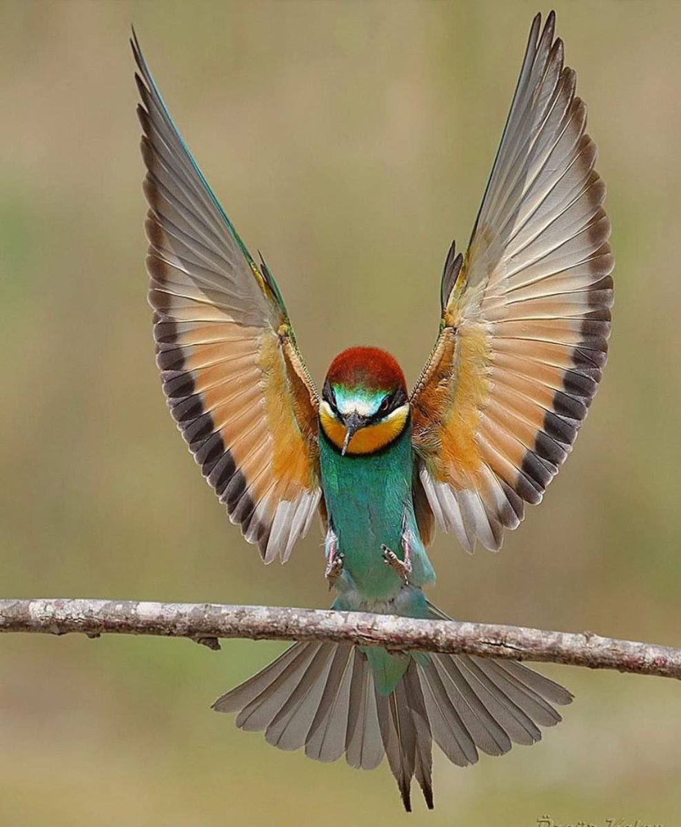 Зимородок птица