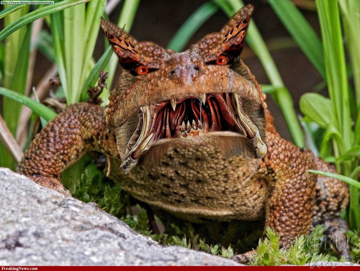 Жаба Бломберга