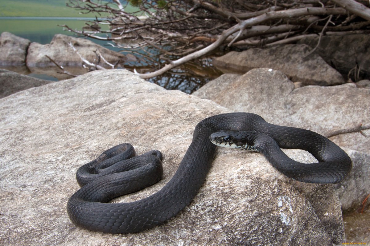 Уж меланист