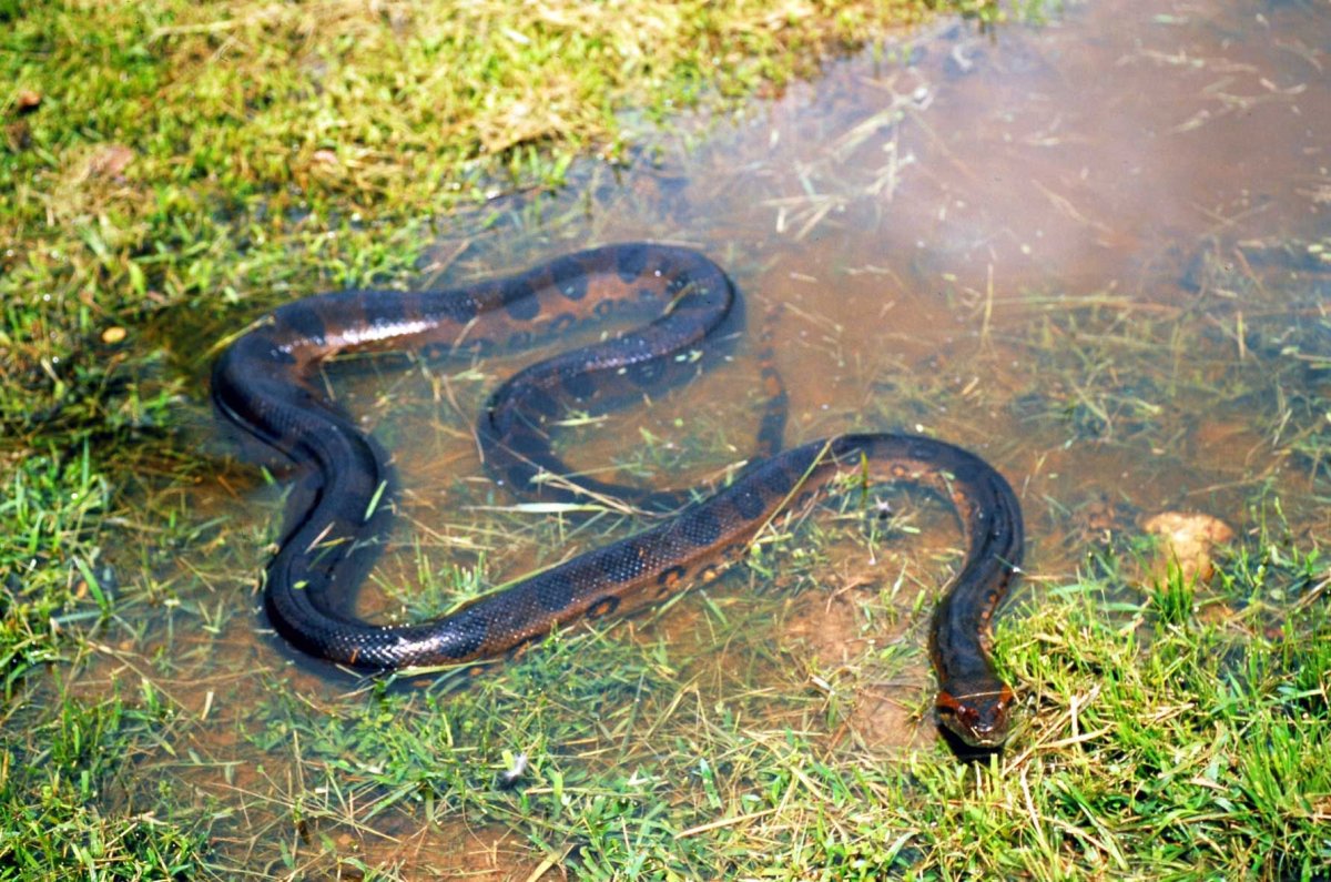 Амазонка змеи Анаконда