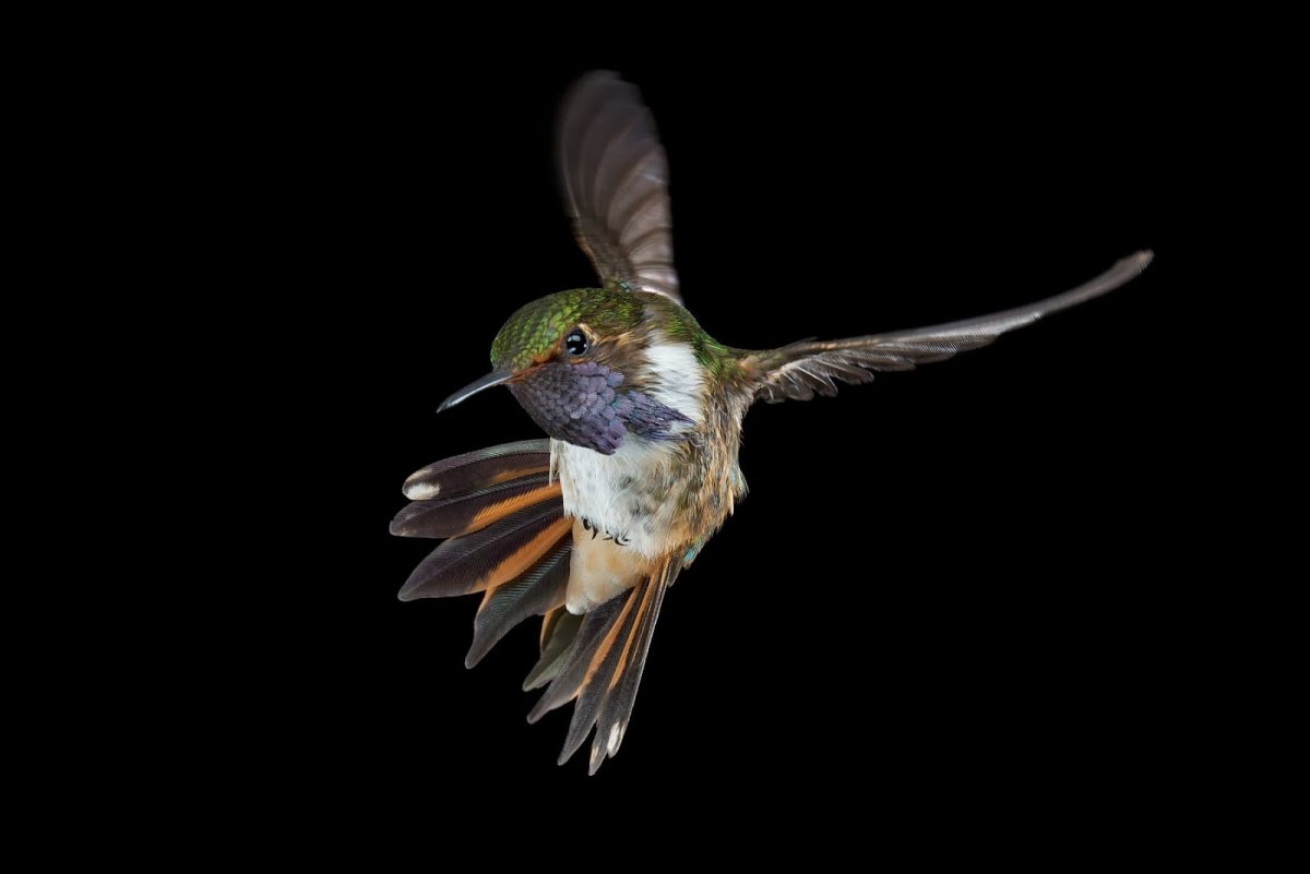 Птица которая охотится на змей