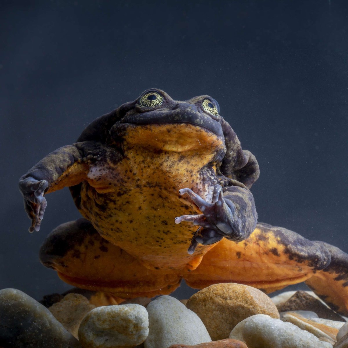 Самая страшная лягушка в мире