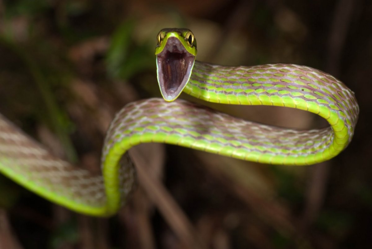 Зеленая куфия