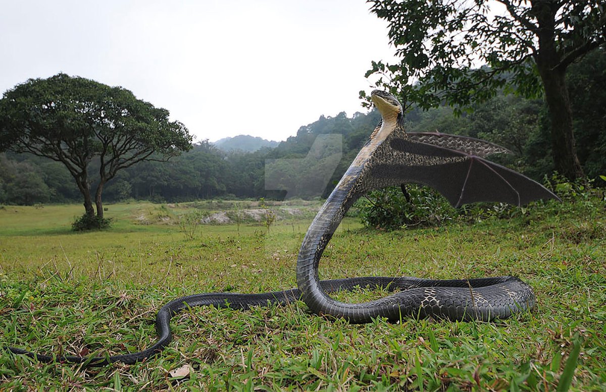 Бразильская Анаконда