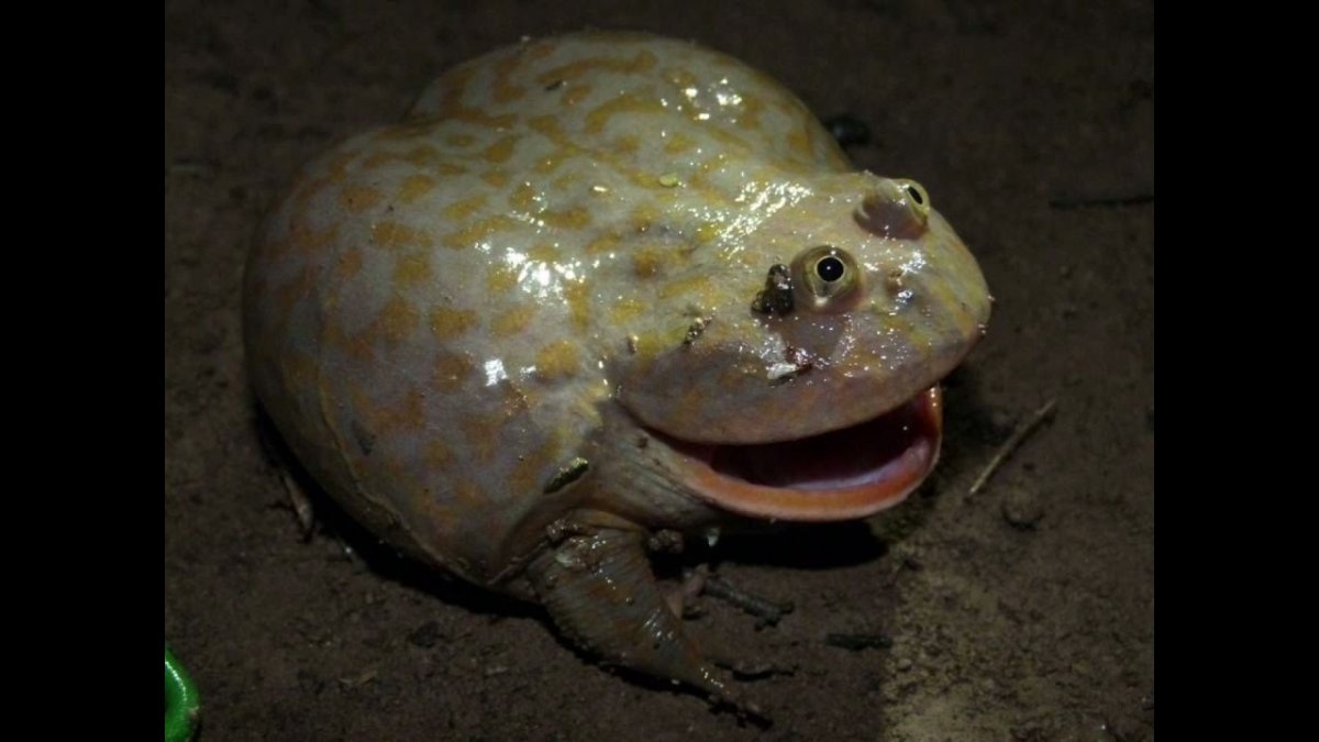 Lepidobatrachus laevis