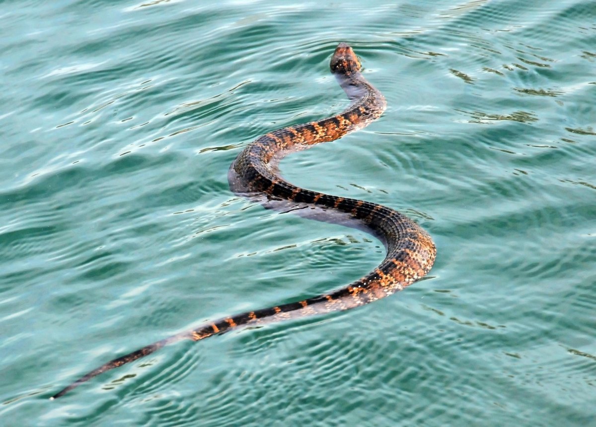 Water Moccasin змея