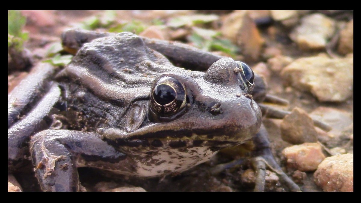 Сибирская лягушка Rana amurensis