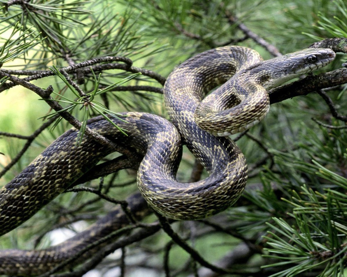 Змеи моллюскоеды