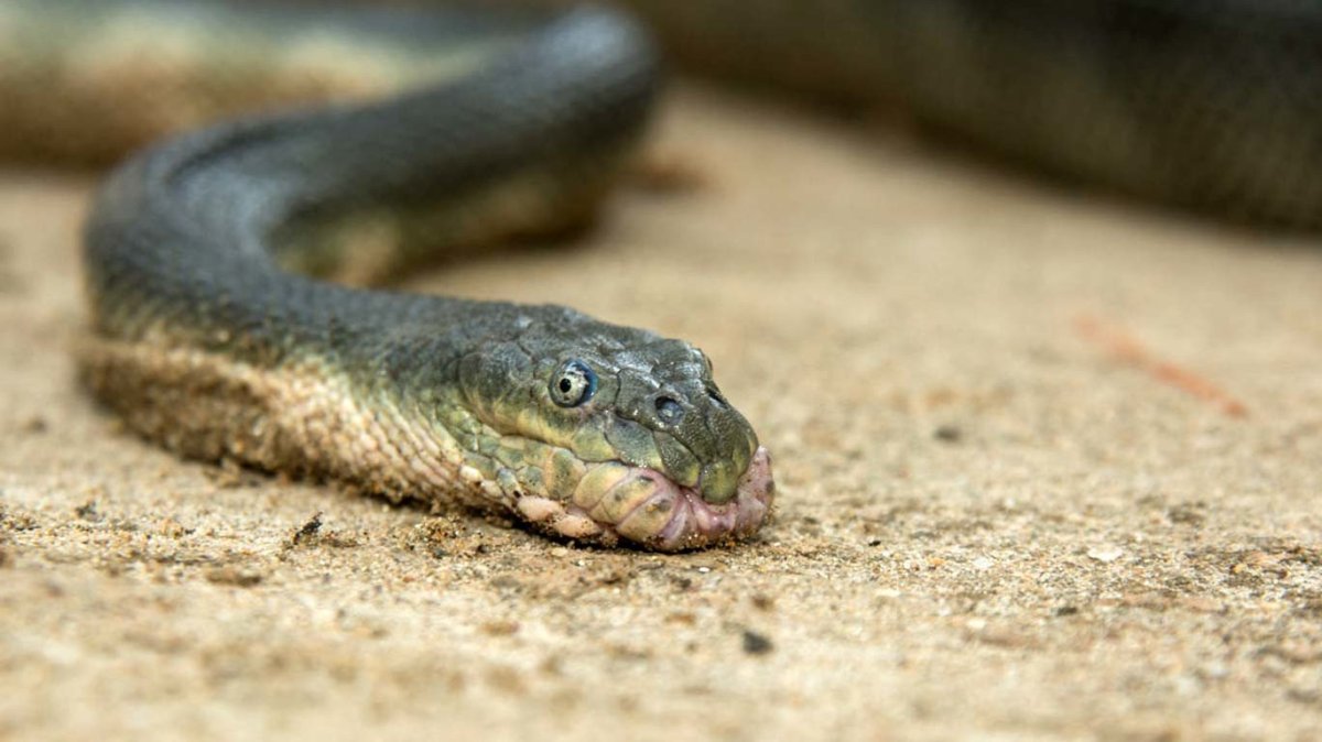 Носатая энгидрина морская змея