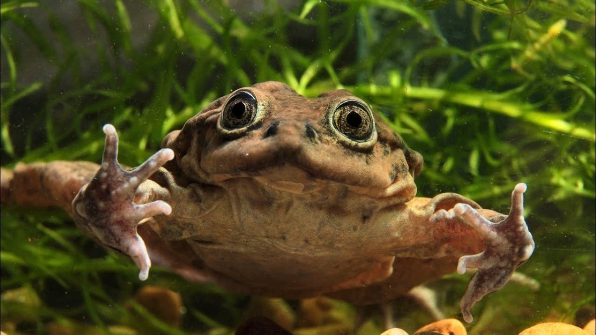 Титикакский Свистун