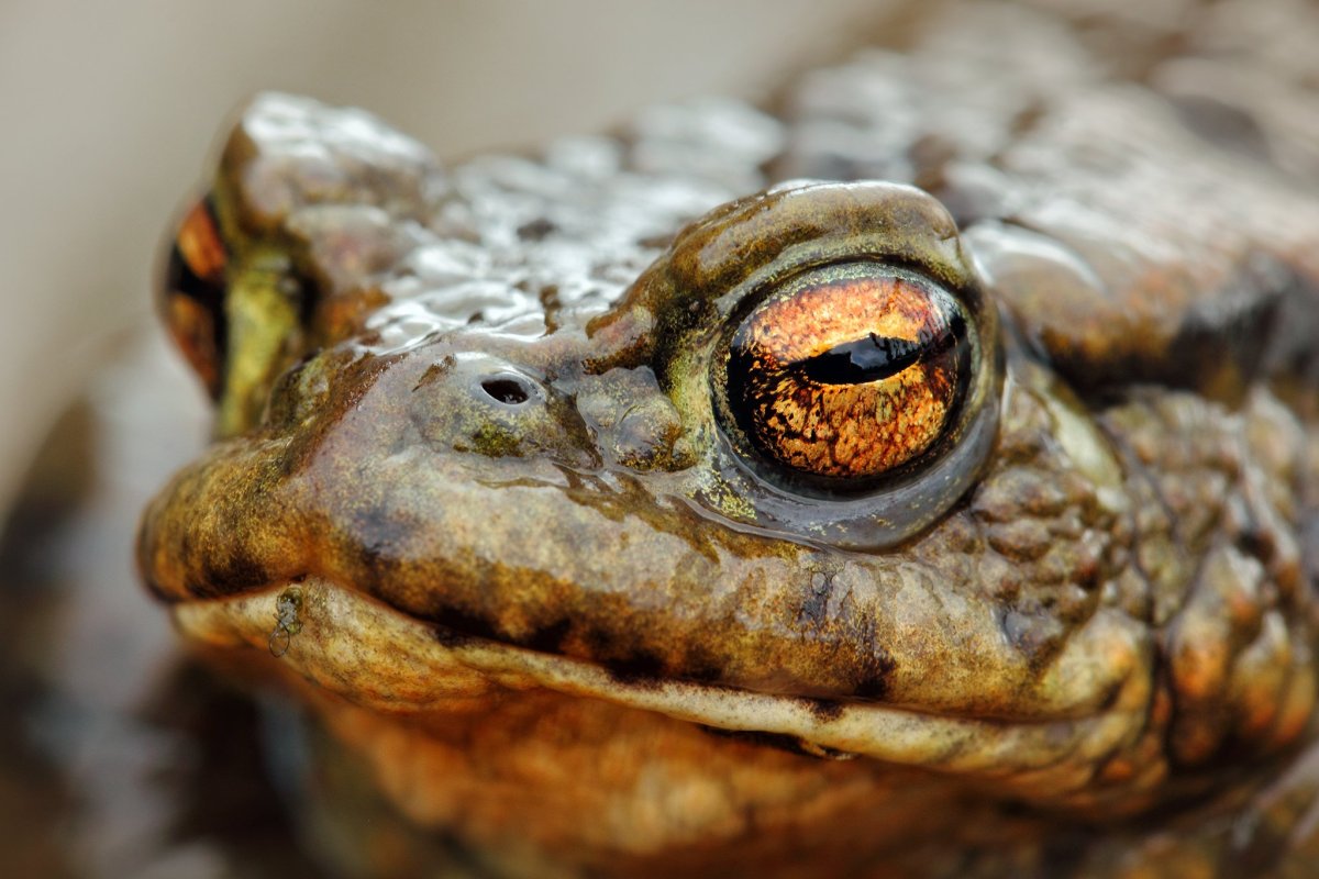 Титикакский Свистун