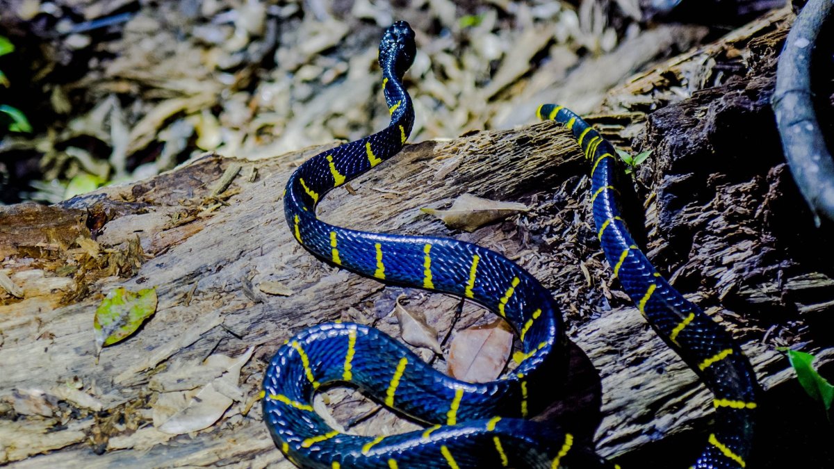 Змея бойга мангровая