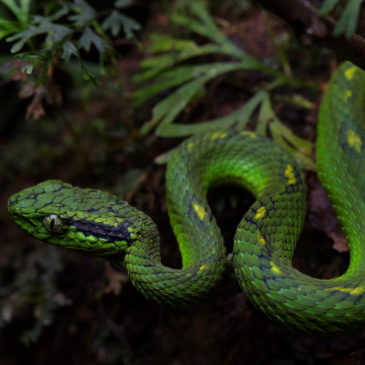 Зеленая змея гадюка