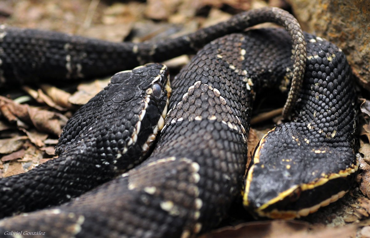 Бородавчатая гремучая гадюка