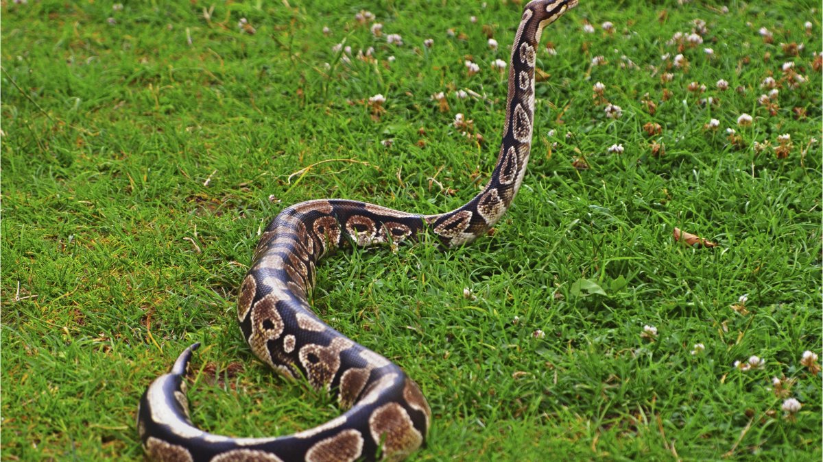 Змея в длину