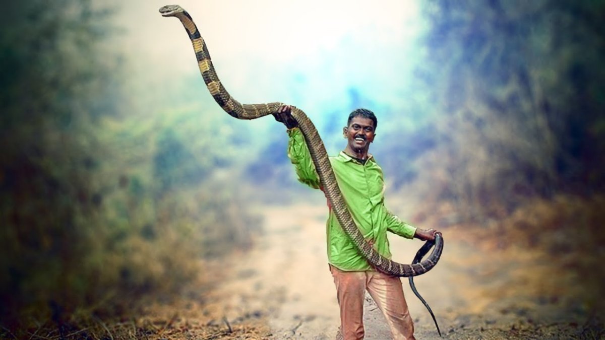 Полоз змея неядовитая