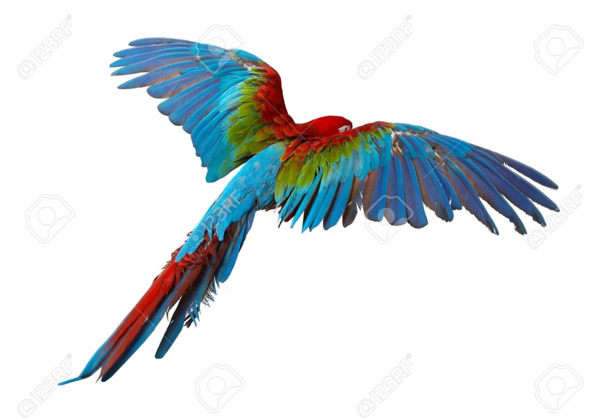 Попугай ара