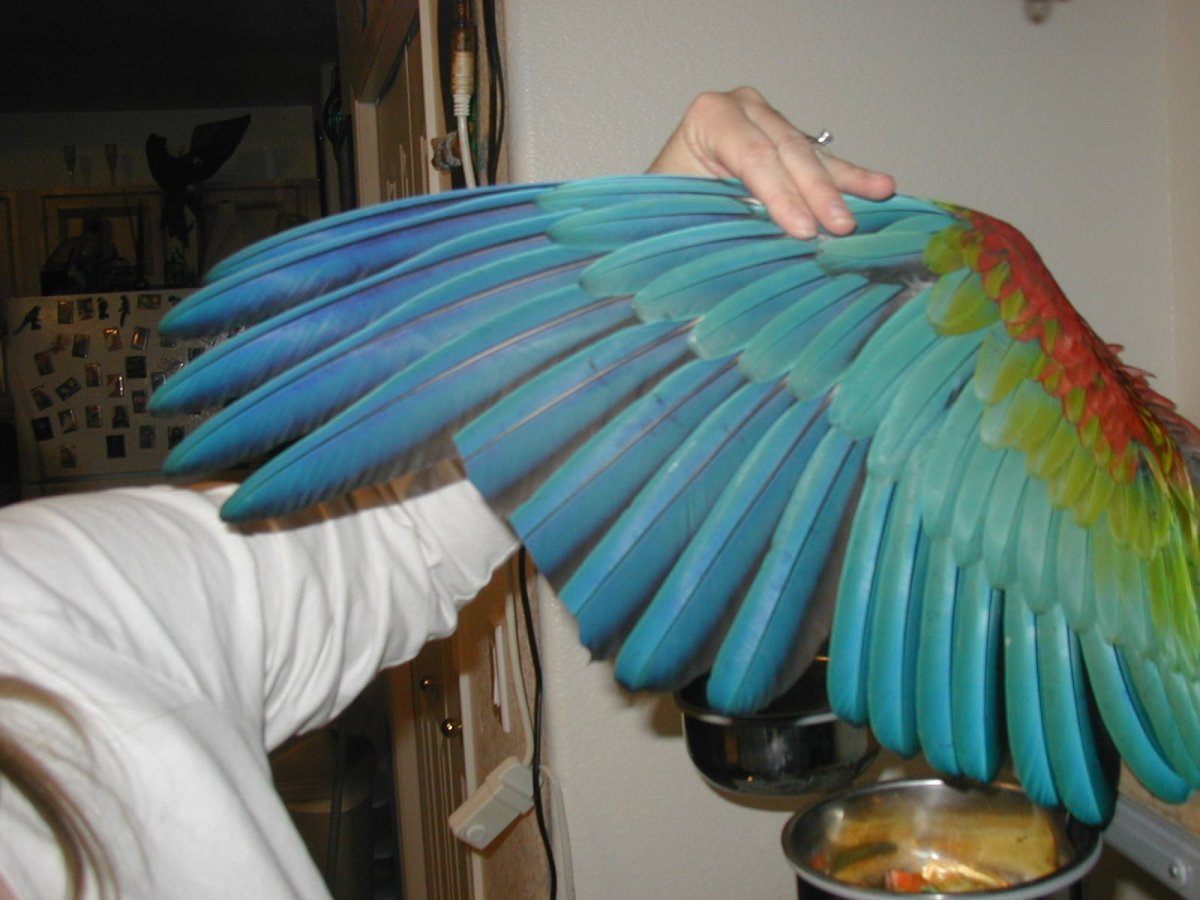 Крыло попугая ара