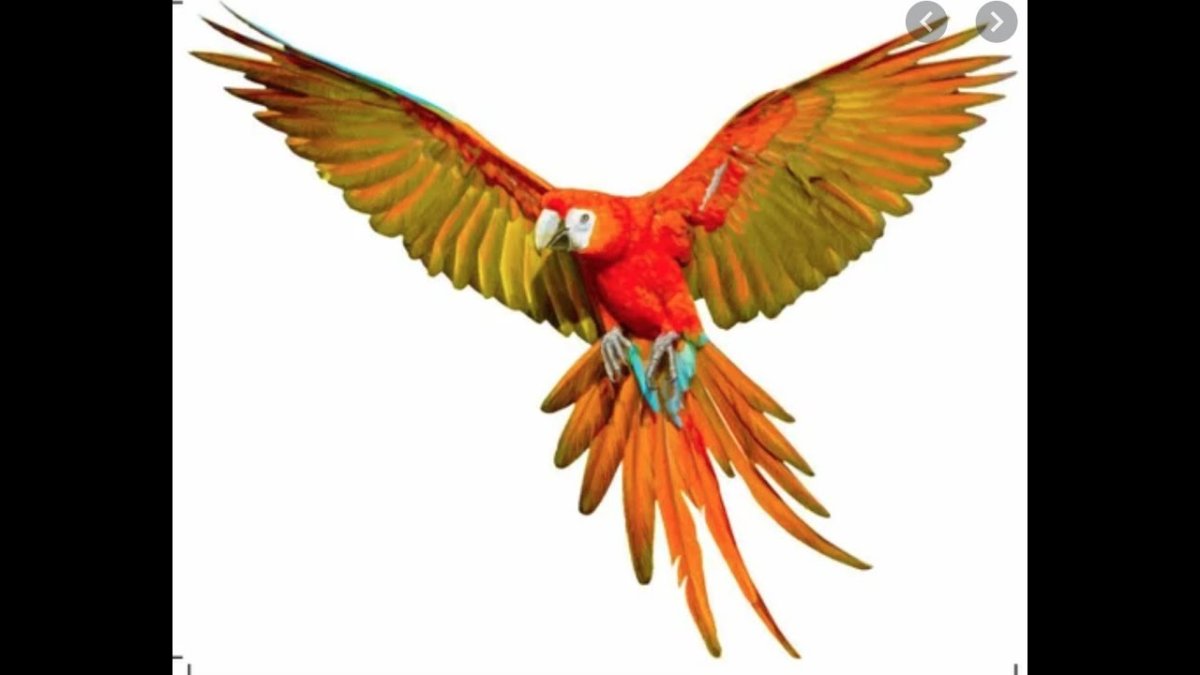 Попугай красный Крылья без фона