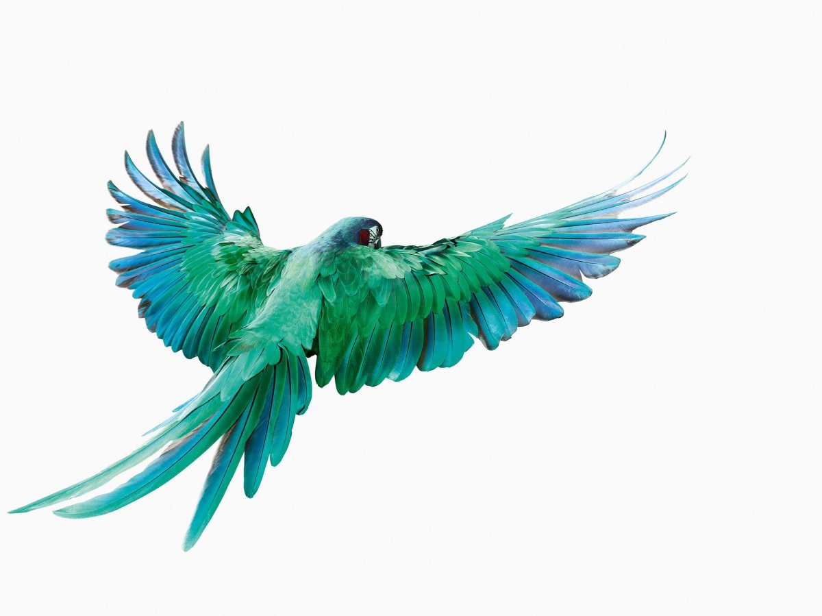 Птичка арт на прозрачном фоне