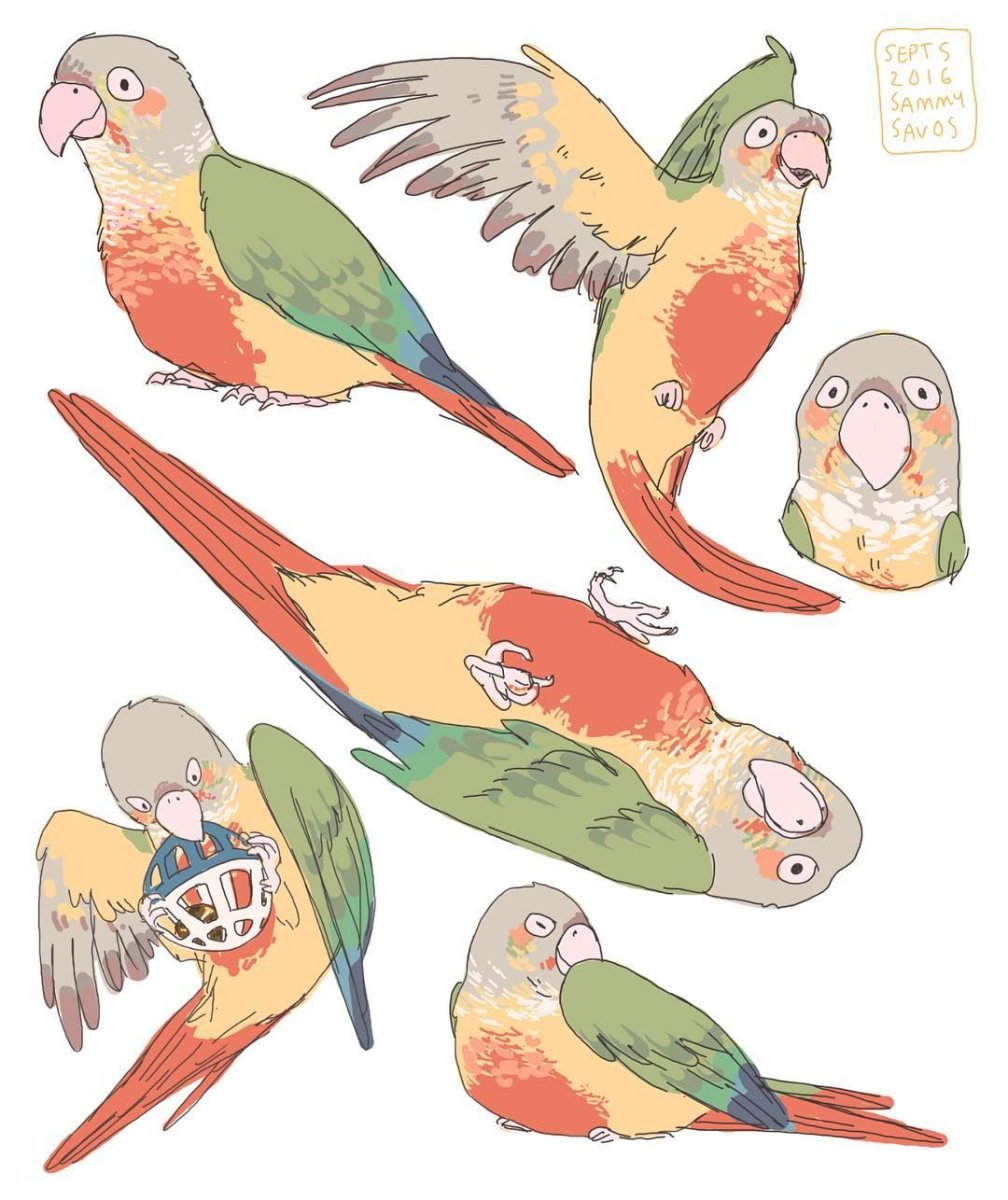 Попугай корелла референс