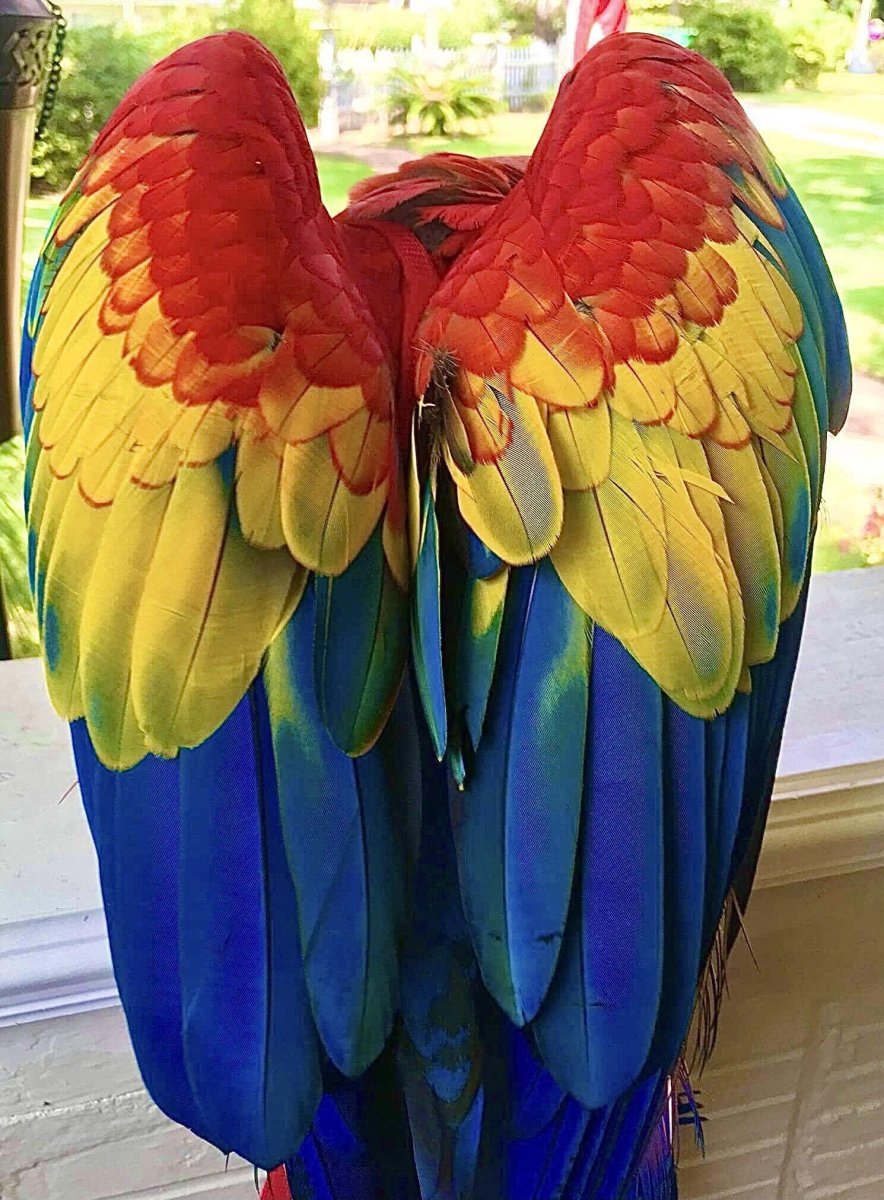 Крыло попугая ара