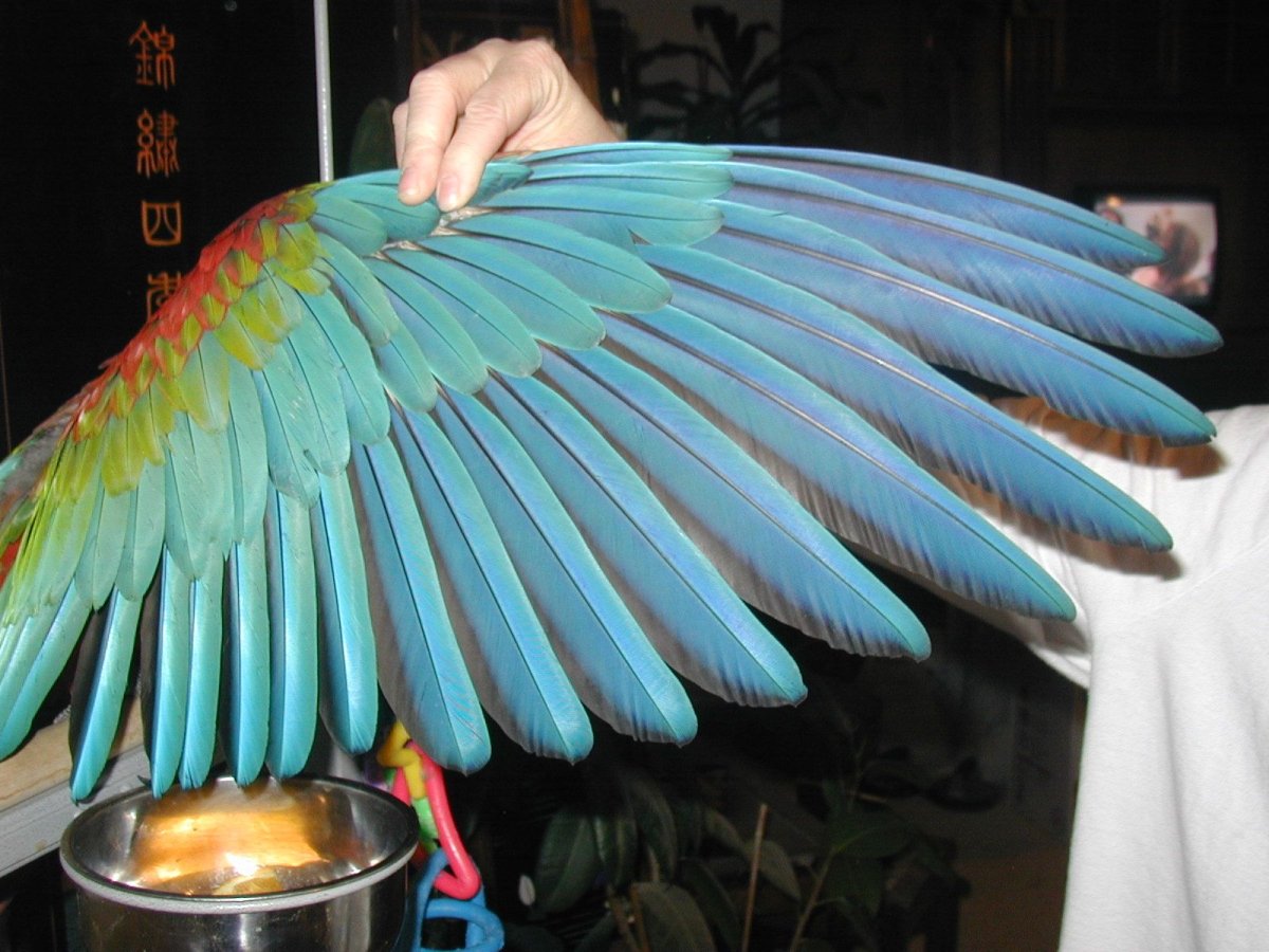 Крылья перья