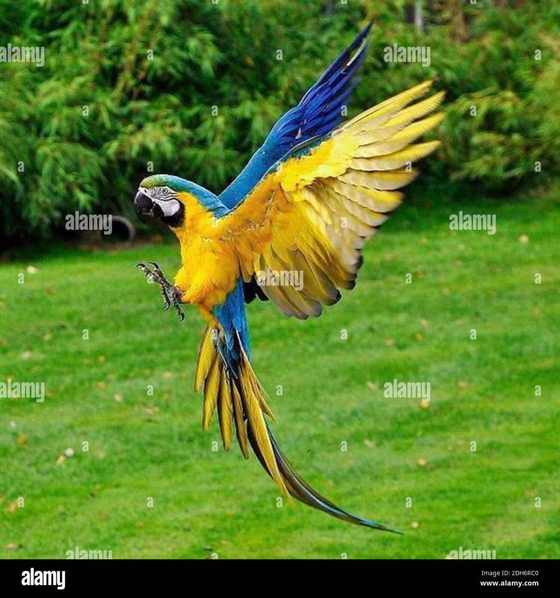 Попугай взмахивает крыльями