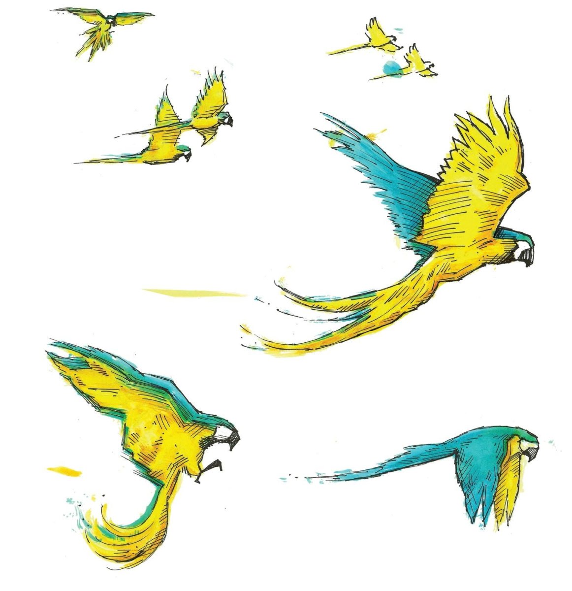 Попугай референс